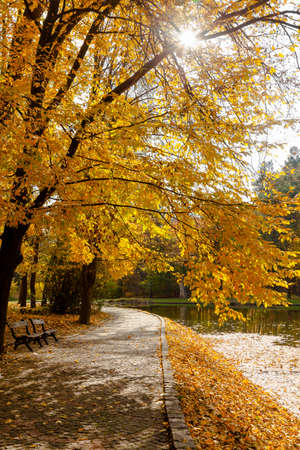 yellow leaves autumn Ukraine Uman Sophia Parkの写真素材