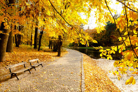 yellow leaves autumn Ukraine Uman Sophia Parkの写真素材