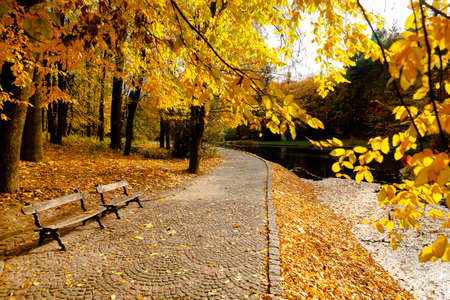yellow leaves autumn Ukraine Uman Sophia Parkの写真素材