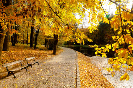 yellow leaves autumn Ukraine Uman Sophia Parkの写真素材
