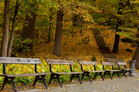 yellow leaves autumn Ukraine Uman Sophia Parkの写真素材