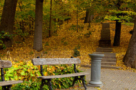 yellow leaves autumn Ukraine Uman Sophia Parkの写真素材