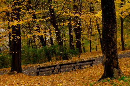 yellow leaves autumn Ukraine Uman Sophia Parkの写真素材