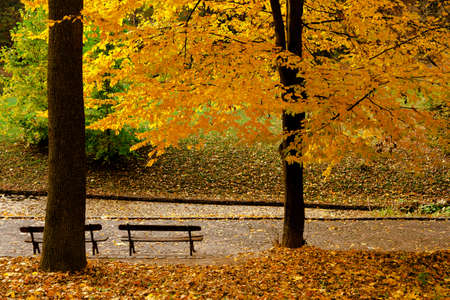 yellow leaves autumn Ukraine Uman Sophia Parkの写真素材