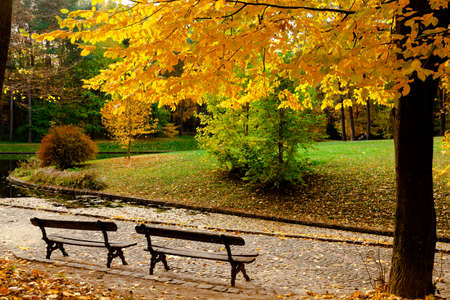 yellow leaves autumn Ukraine Uman Sophia Parkの写真素材