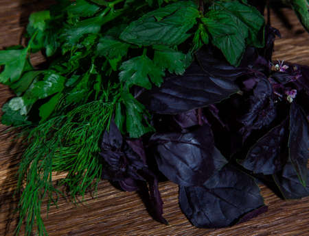 set of odorous herbs basil mint dill cilantroの写真素材