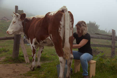 girl gets natural milk - milks a cow on a farm in the carpathian mountainsの写真素材