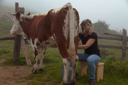 girl gets natural milk - milks a cow on a farm in the carpathian mountainsの写真素材