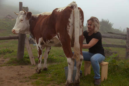 girl gets natural milk - milks a cow on a farm in the carpathian mountainsの写真素材