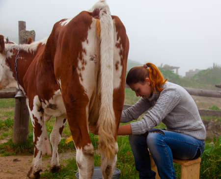 girl gets natural milk - milks a cow on a farm in the carpathian mountainsの写真素材