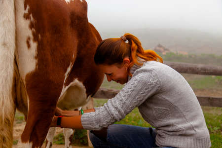 girl gets natural milk - milks a cow on a farm in the carpathian mountainsの写真素材