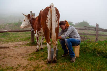 girl gets natural milk - milks a cow on a farm in the carpathian mountainsの写真素材