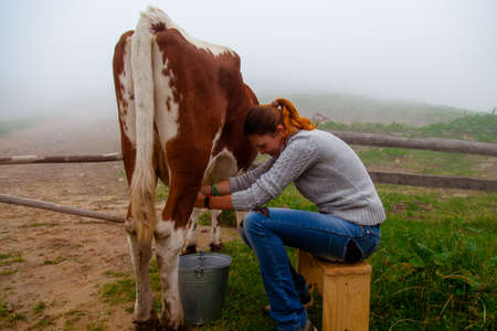 girl gets natural milk - milks a cow on a farm in the carpathian mountainsの写真素材