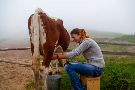 girl gets natural milk - milks a cow on a farm in the carpathian mountainsの写真素材