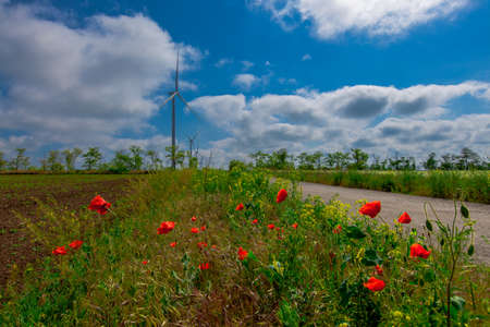 against the background of a blue sky with white clouds, a wind turbine generator and on the side of the road in a field red poppies are bloomingの写真素材