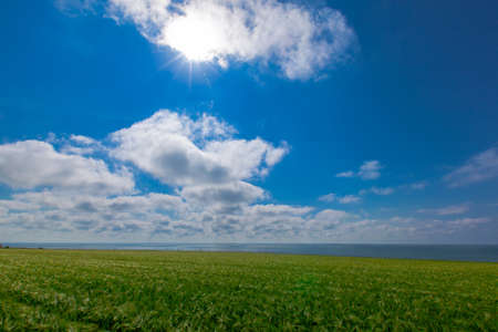 green wheat field by the seaの写真素材