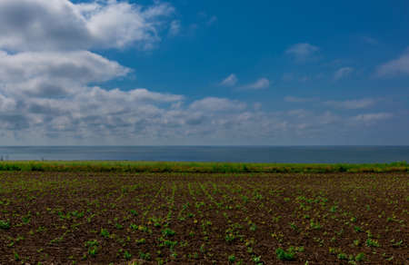young shoots on a rural field by the seaの写真素材