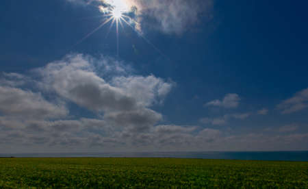 green wheat field by the seaの写真素材