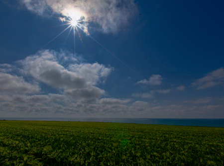 green wheat field by the seaの写真素材