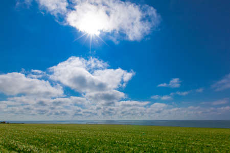green wheat field by the seaの写真素材