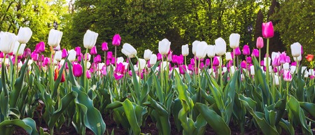 Tulips in the flower bed, nature backgroundの写真素材