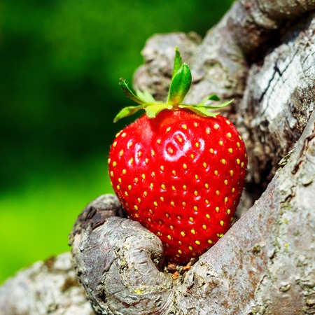 One ripe strawberries on a tree trunk in the garden, close-up viewの写真素材