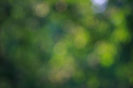 Abstract, blurred, soft nature green and yellow background, bokeh circles fonの写真素材