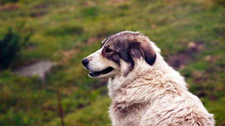 Portrait of central asian shepherd dog, outdoorsの写真素材