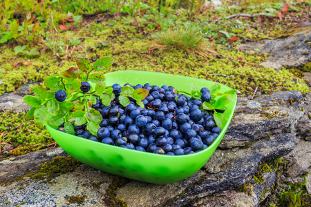 Fresh collected in mountains blueberries fruit in bowl, outdoors.の写真素材