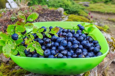 Fresh collected in mountains blueberries fruit in bowl, outdoors.の写真素材