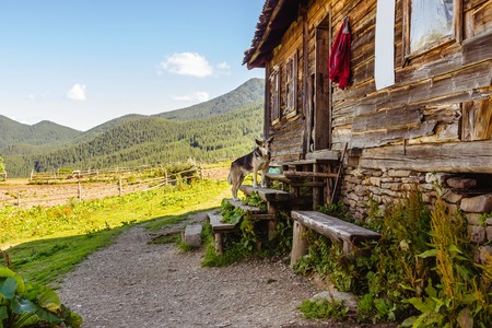Dog on the doorstep of old wooden house in Carpathian mountains, Ukraineの写真素材