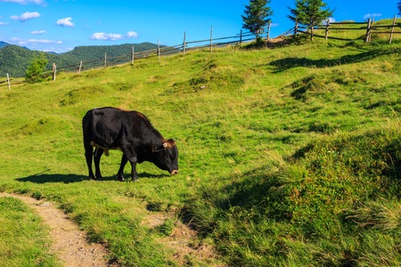 Black bull grazing on pasture in Carpathian mountainsの写真素材