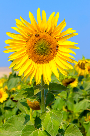 Blooming sunflower in the field under blue sky, bee collects pollen, organic backgroundの写真素材