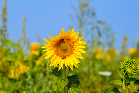 Blooming sunflower in the field under blue sky, bee collects pollen, organic backgroundの写真素材