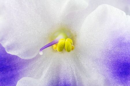 Violet blossom, flower blue and white colors, macro image, nature backgroundの写真素材
