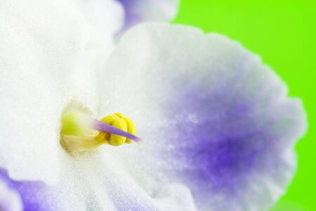 Violet blossom, flower blue and white colors, macro image, nature backgroundの写真素材
