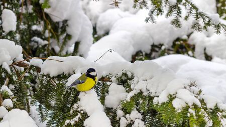 Great tit sits on spruce branch covered snow in winter forestの写真素材