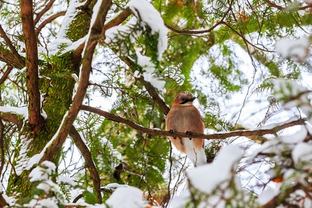 Jay sits on spruce branch covered by snow in winter forest, bottom viewの写真素材
