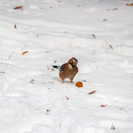 Jay on the snow looks on walnut in winter dayの写真素材
