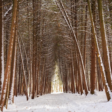 Winter forest landscape, alley covered by snowの写真素材