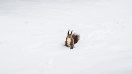 One red squirrel on the white snow in winter seasonの写真素材