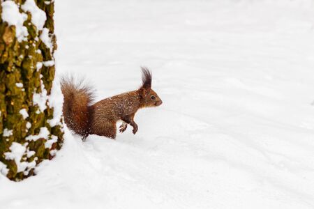 One red squirrel under tree, on white snow in park, winter season