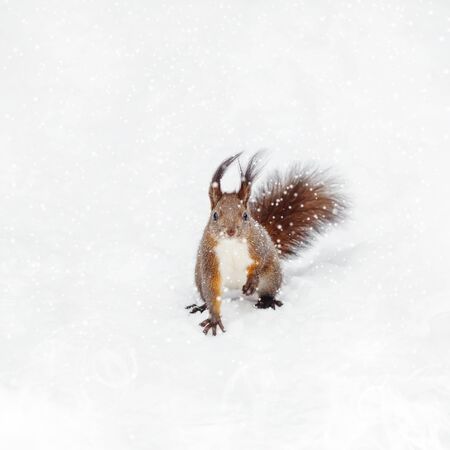 One red squirrel on the white snow in snowfall winter seasonの写真素材