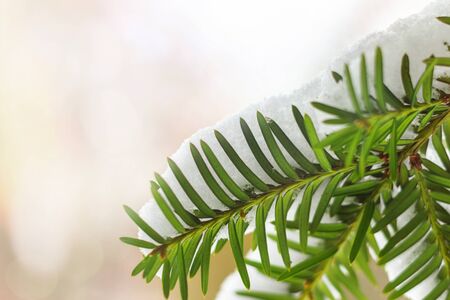 Green spruce tree in winter time, fir branches covered with snow