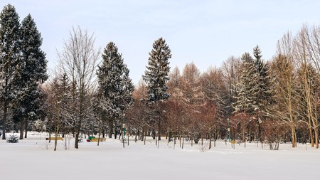 Winter park, nature landscape, trees covered by snowの写真素材