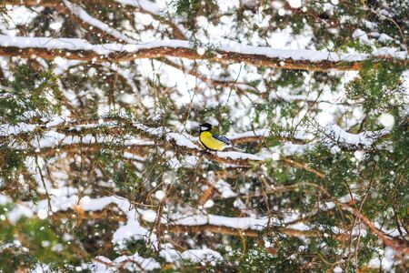 Great tit sits on branch in winter forestの写真素材