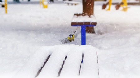 Great tit landing on the bench covered snow in winter park, snowstormの写真素材