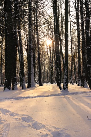 Winter landscape, forest covered at snow, sun rays through the treesの写真素材