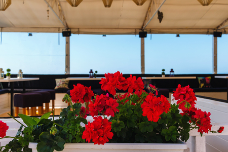 Red flowers in the flower pot in summer cafe at the Balchik town on black sea coast.の写真素材