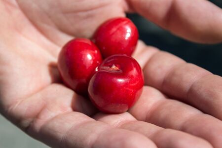 Three fresh and ripe red cherry in the hand, close-up view.の写真素材